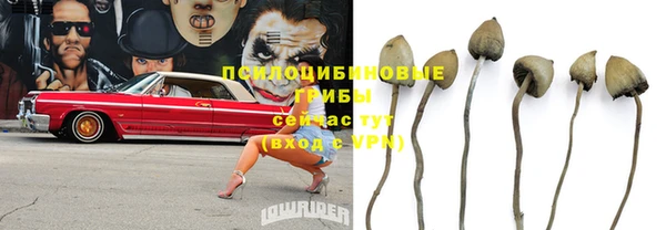 гашик Белокуриха